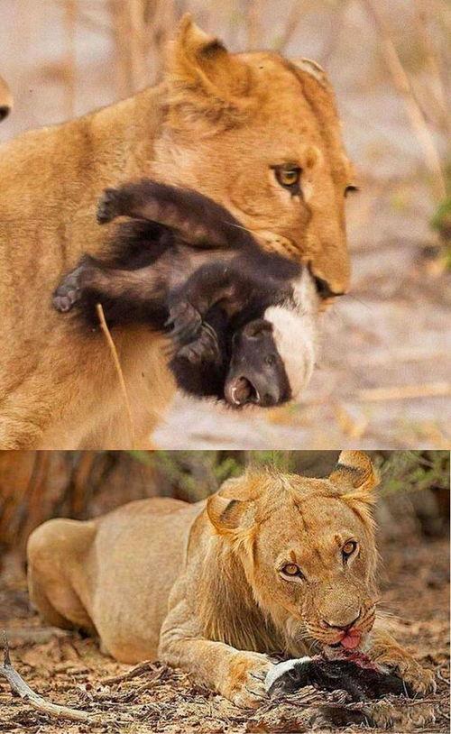 娱乐吃瓜酱小动物